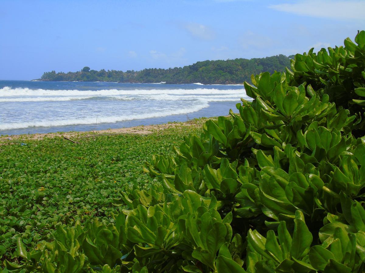Talalla Coconut Hotel Extérieur photo