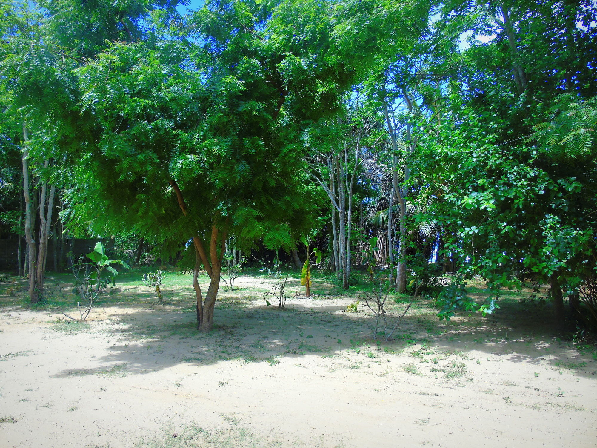 Talalla Coconut Hotel Extérieur photo